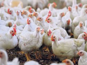 हेटौँडाका बर्डफ्लु प्रभावित क्षेत्रका कुखुरा नष्ट गरिने