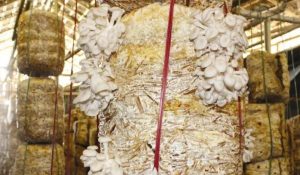 स्वरोजगारको माध्यम बन्दै च्याउ खेती