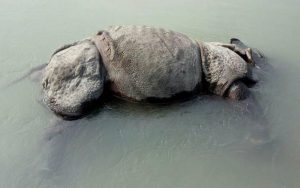 नारायणी नदीले बगायो गैँडा नारायणी नदीले बगायो गैँडा