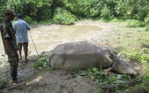 फेरि गैँडाको चोरी सिकार
