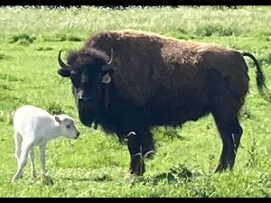 सेतो भैँसी : फोटो भाइरल