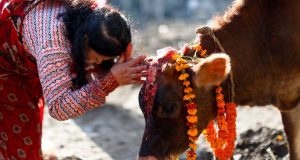आज गाई र गोरुपूजा आज गाई र गोरुपूजा
