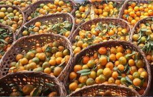 एकै गाउँबाट तीन करोड सुन्तला बिक्री