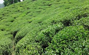 कोरोना महामारीको बेलामा ३ अर्ब बढीको चिया निर्यात